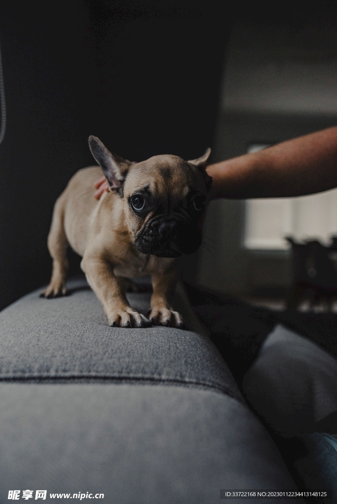 斗牛犬