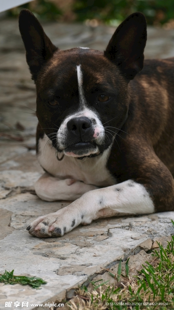 斗牛犬