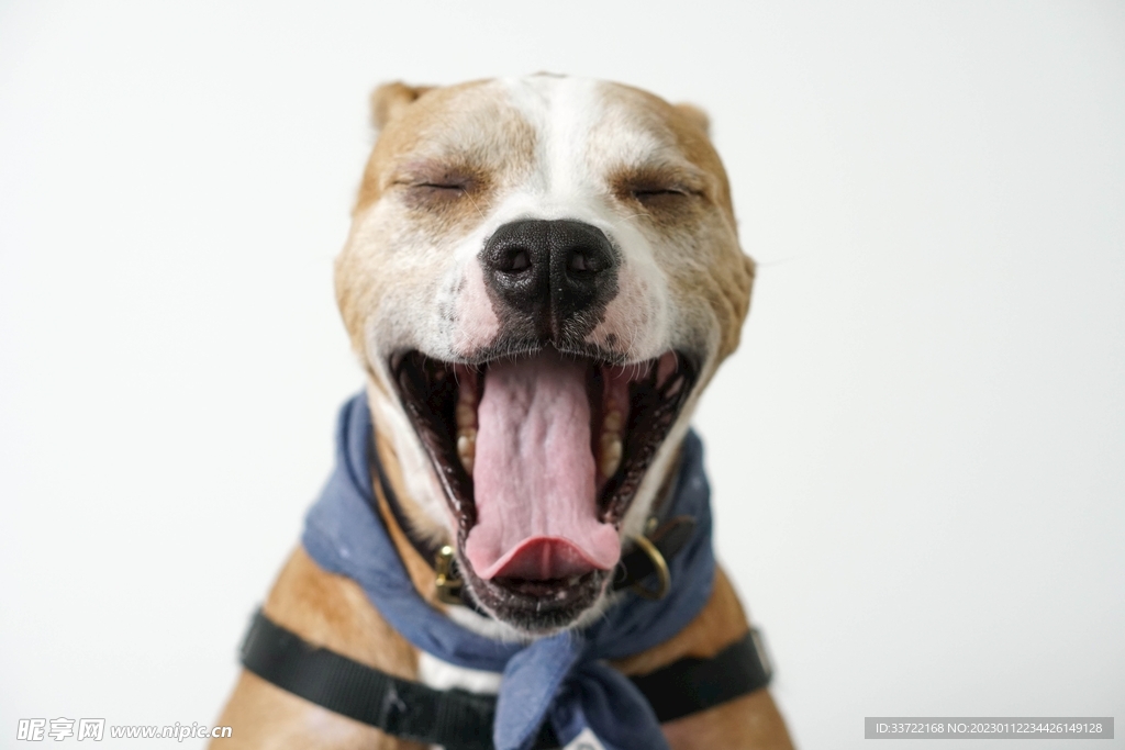斗牛犬