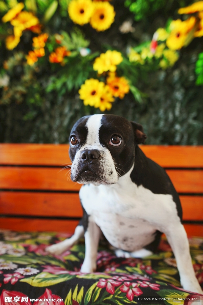 斗牛犬