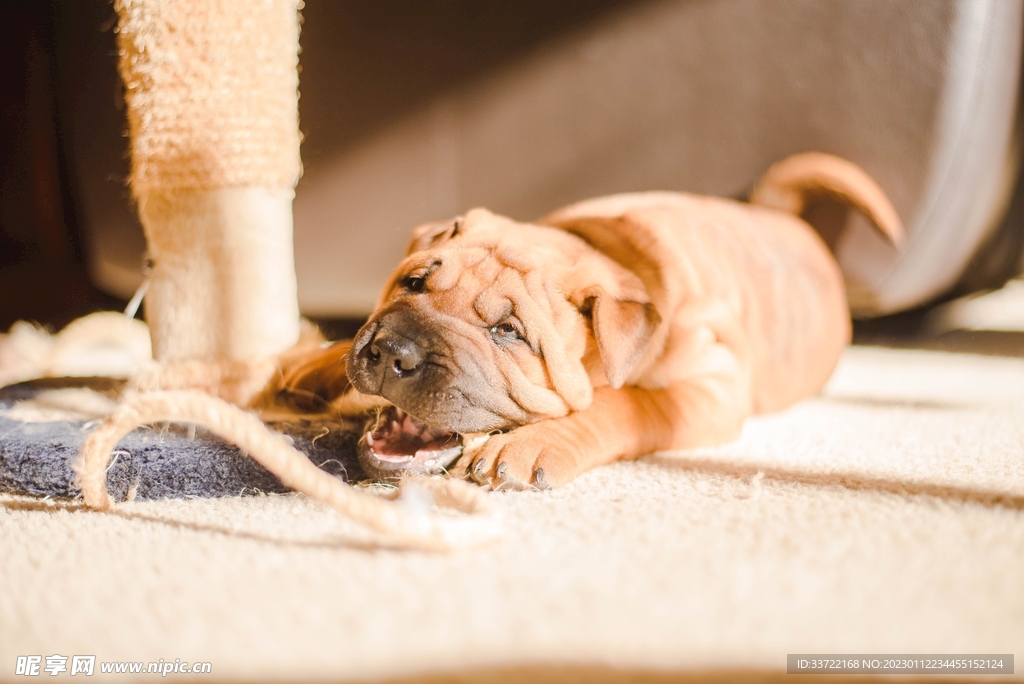 斗牛犬