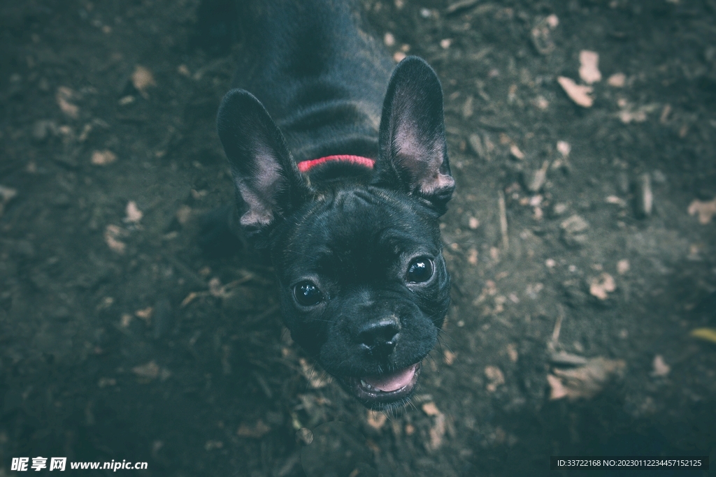 斗牛犬