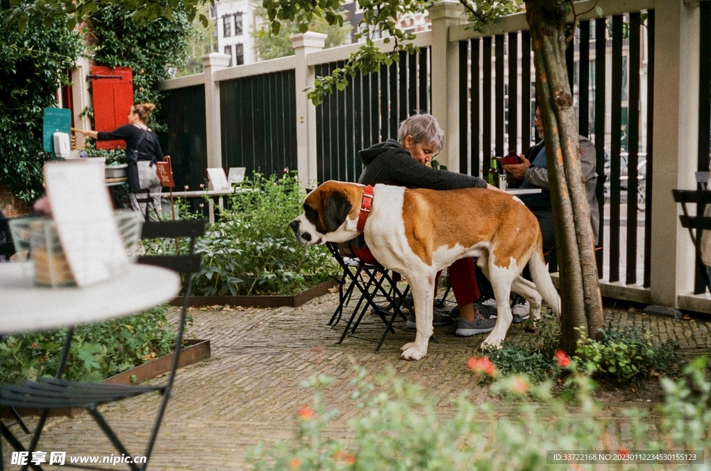斗牛犬