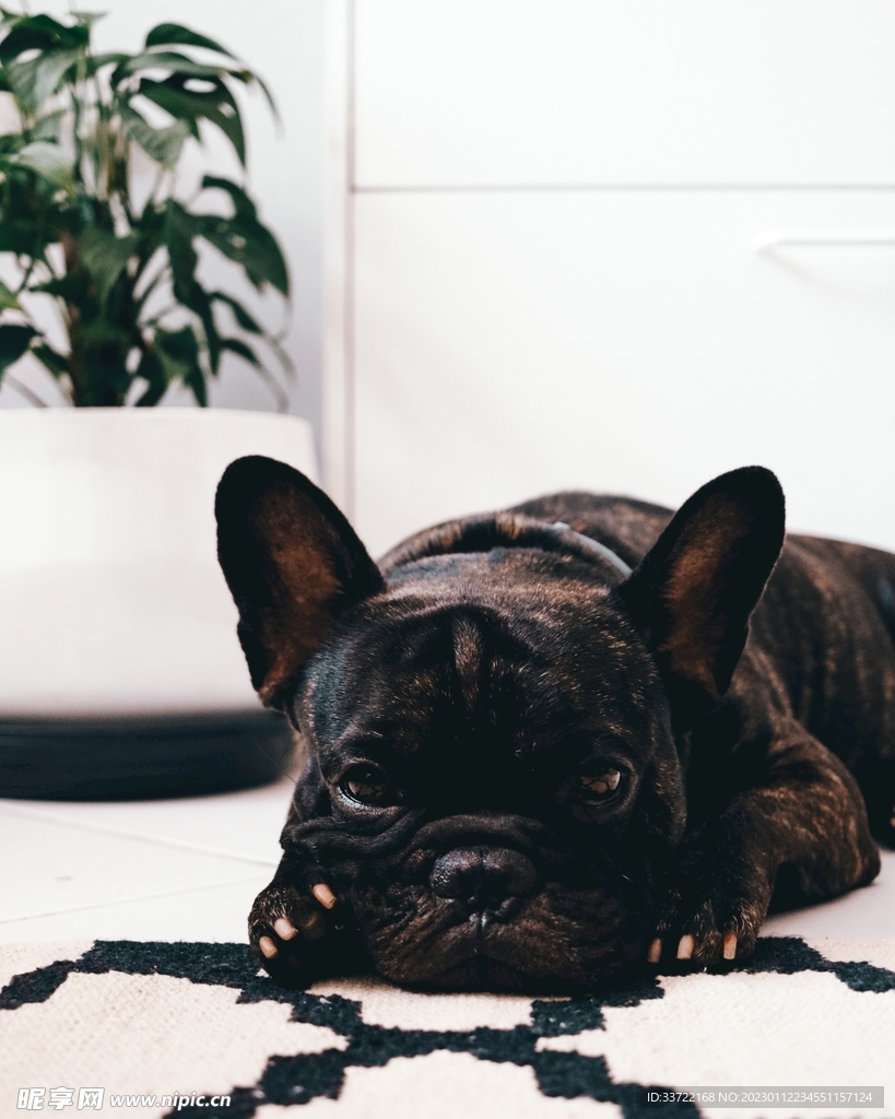 斗牛犬