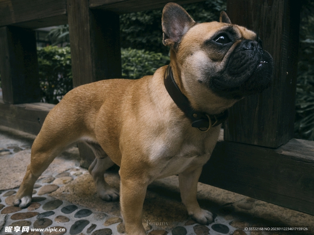 斗牛犬