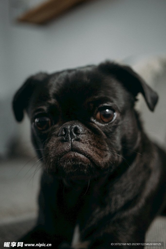 斗牛犬