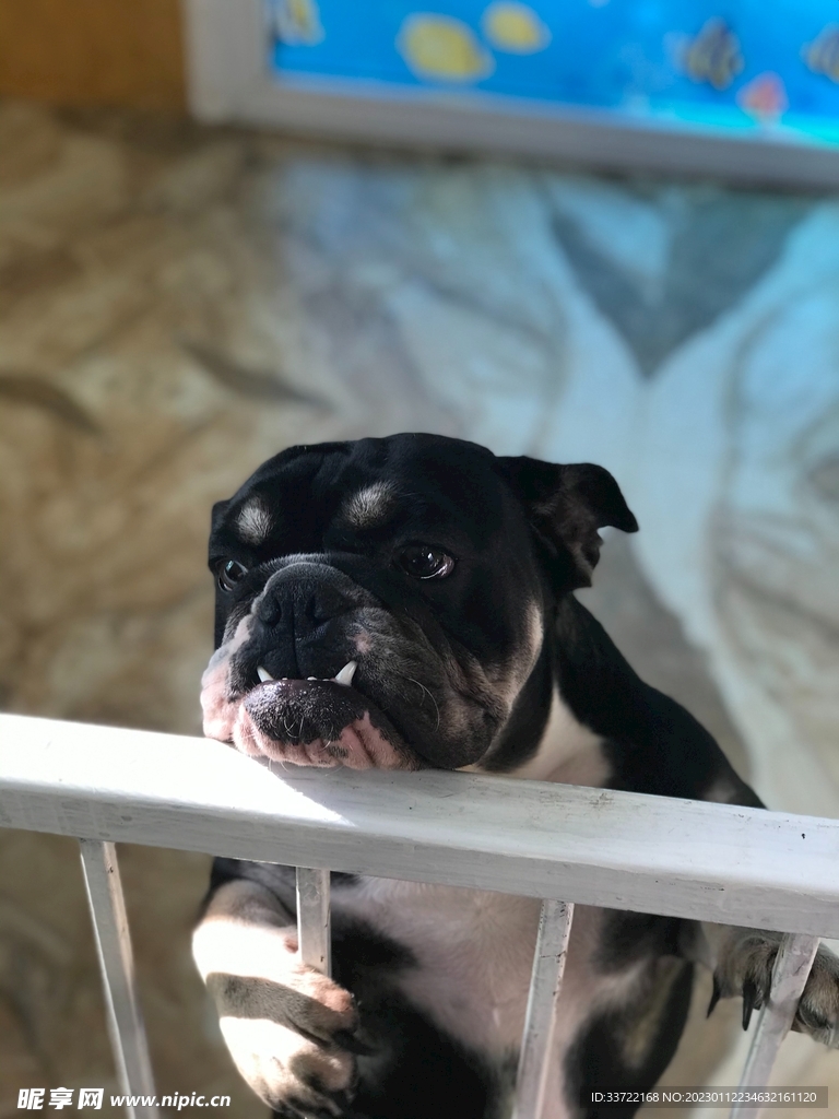 斗牛犬