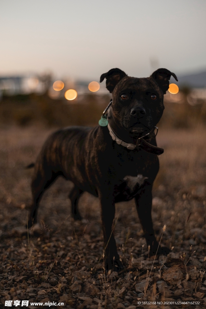 斗牛犬