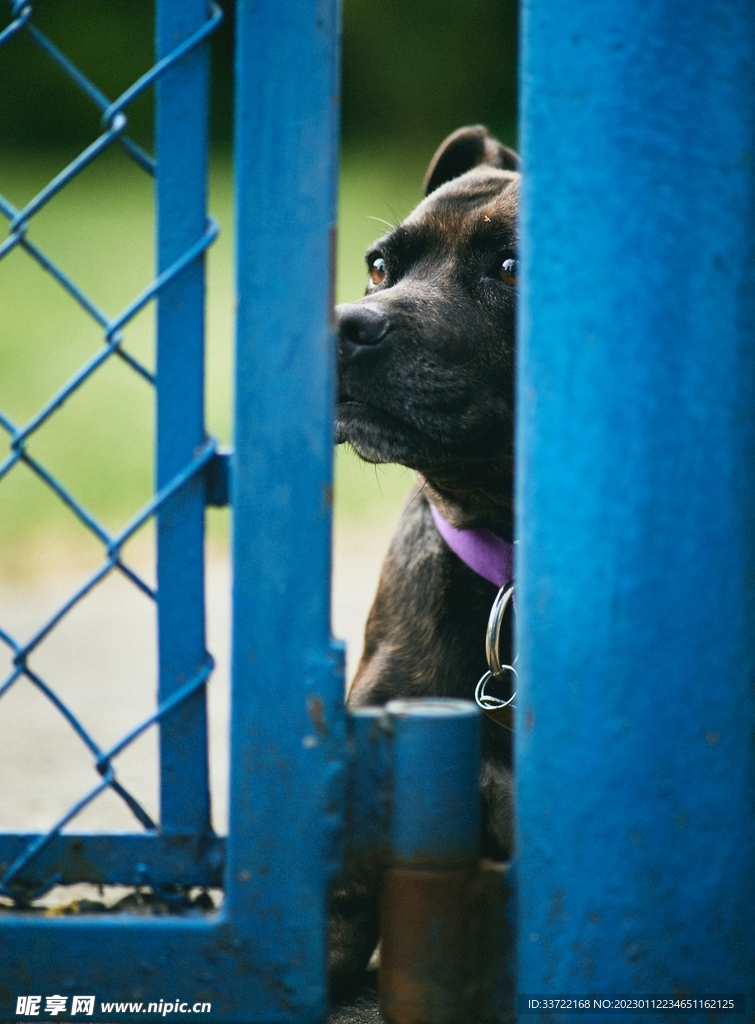 斗牛犬