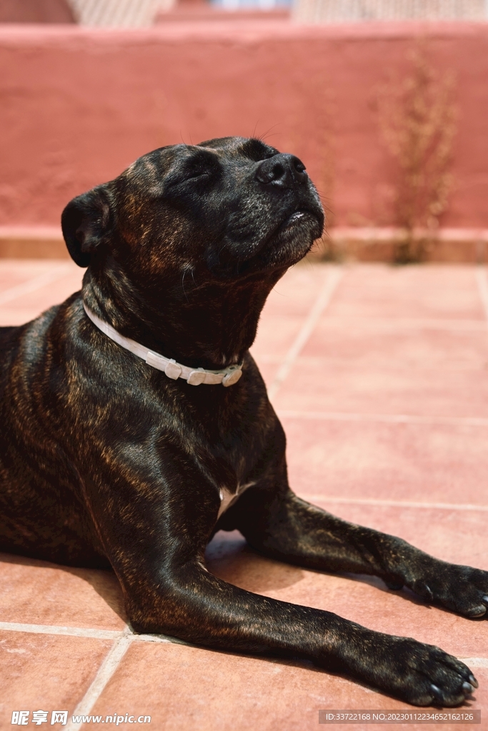 斗牛犬