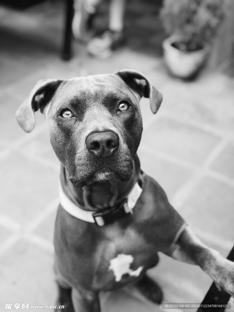 斗牛犬