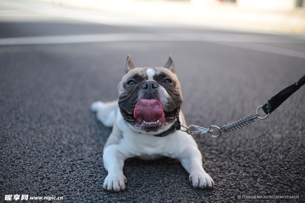 斗牛犬