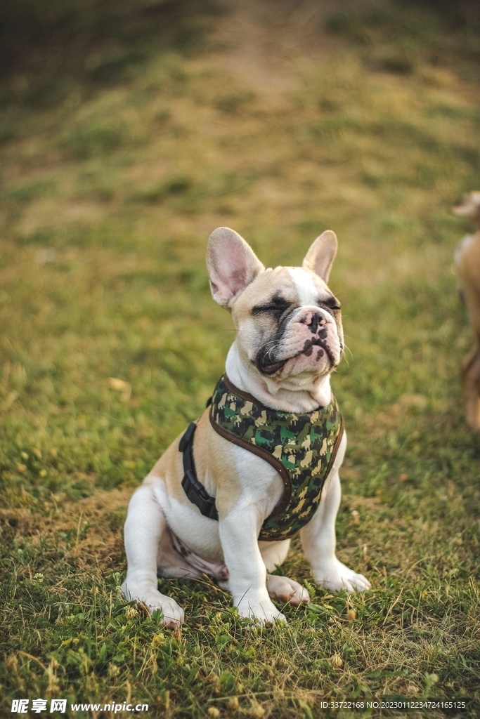 斗牛犬