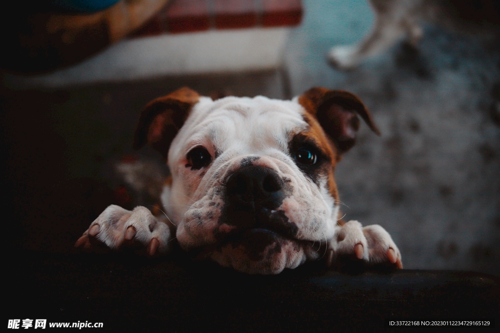 斗牛犬