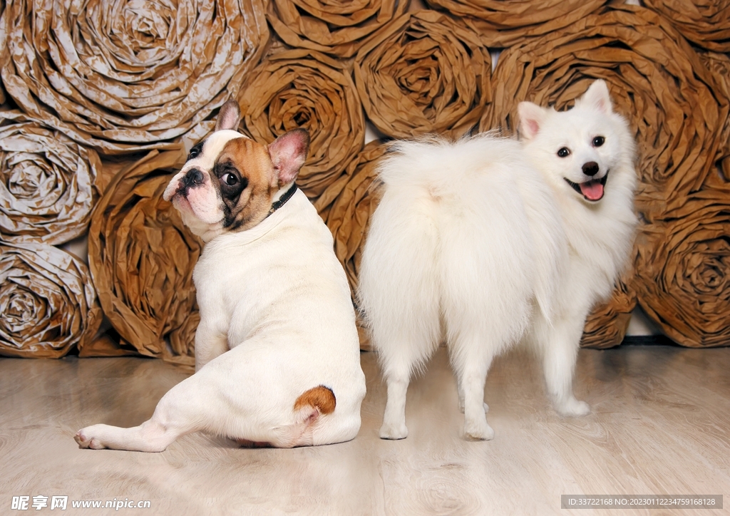 斗牛犬