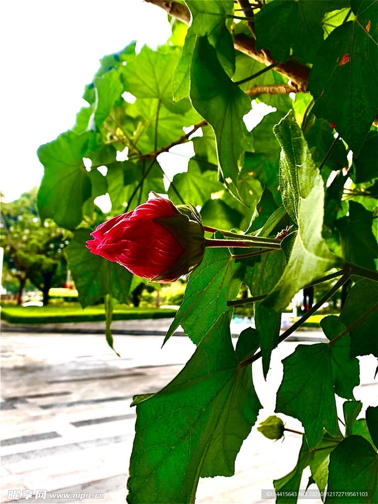 雨后的花