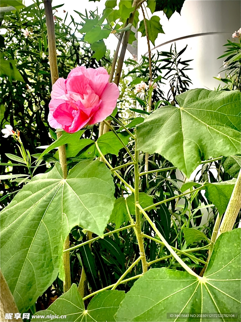 花