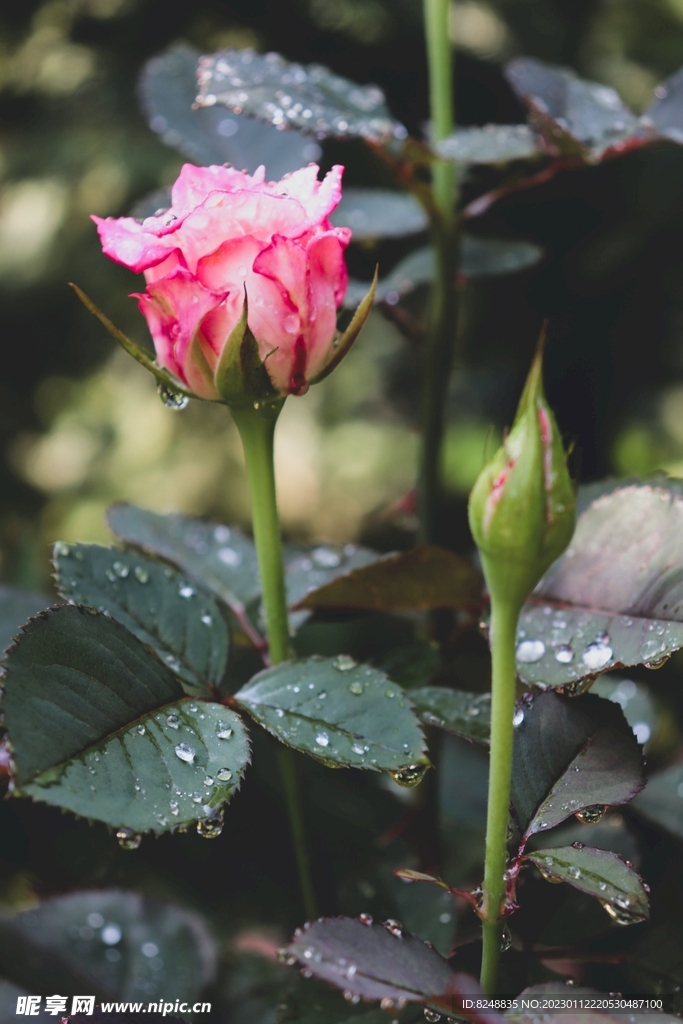 玫瑰花