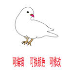 鸽子