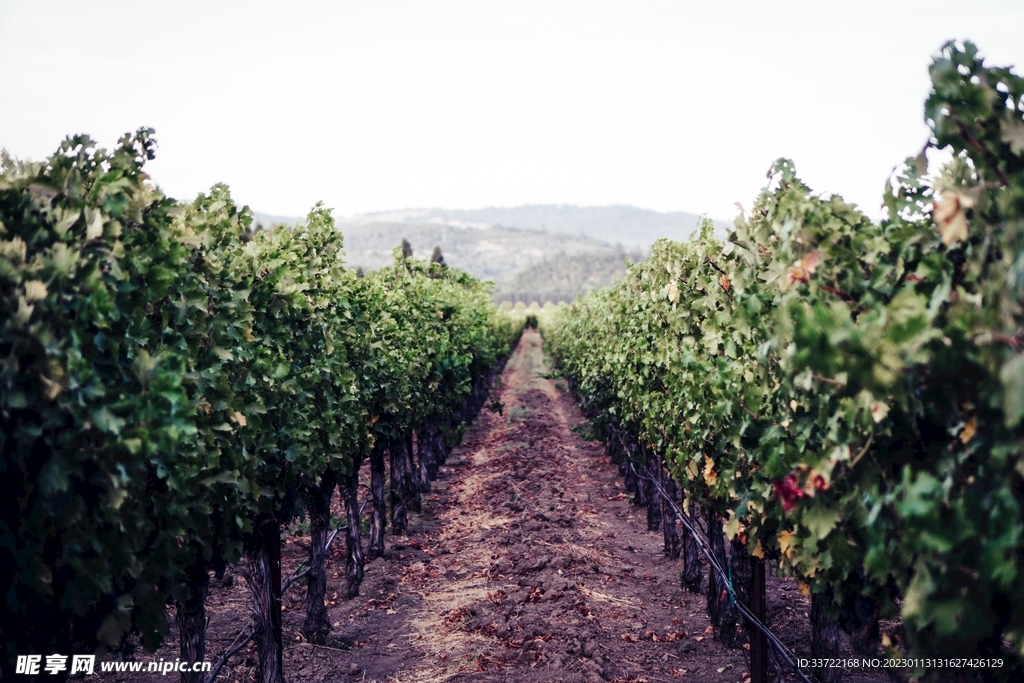 葡萄园