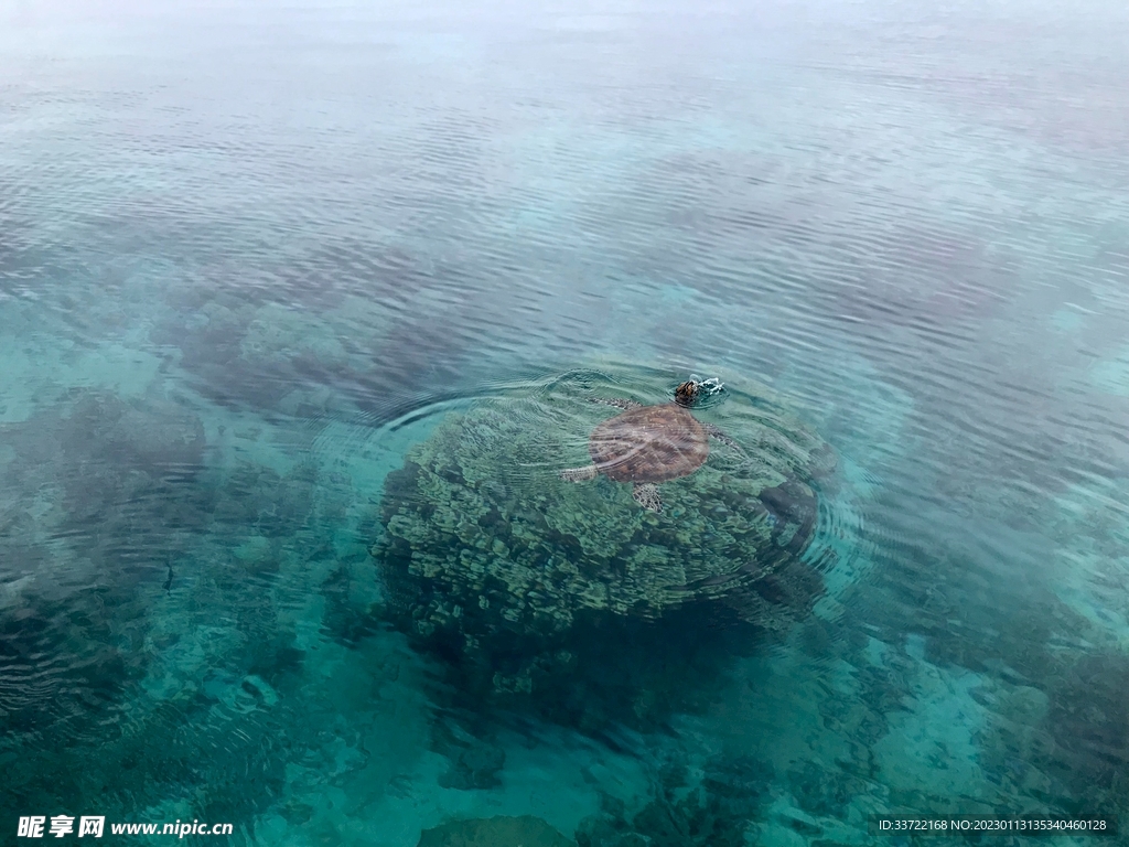 海龟