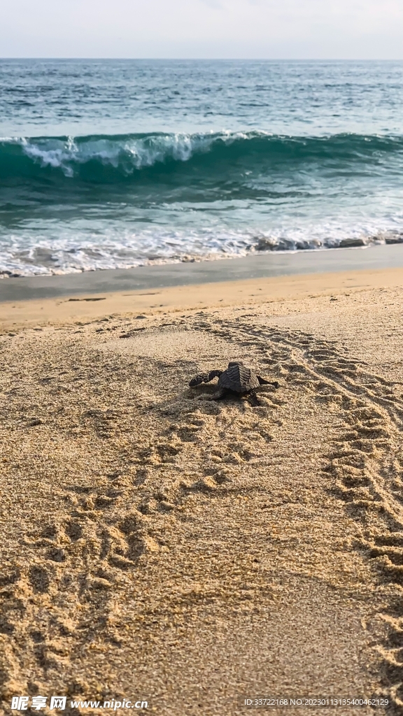 海龟