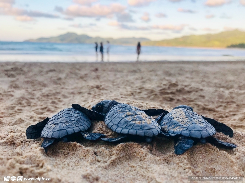 海龟