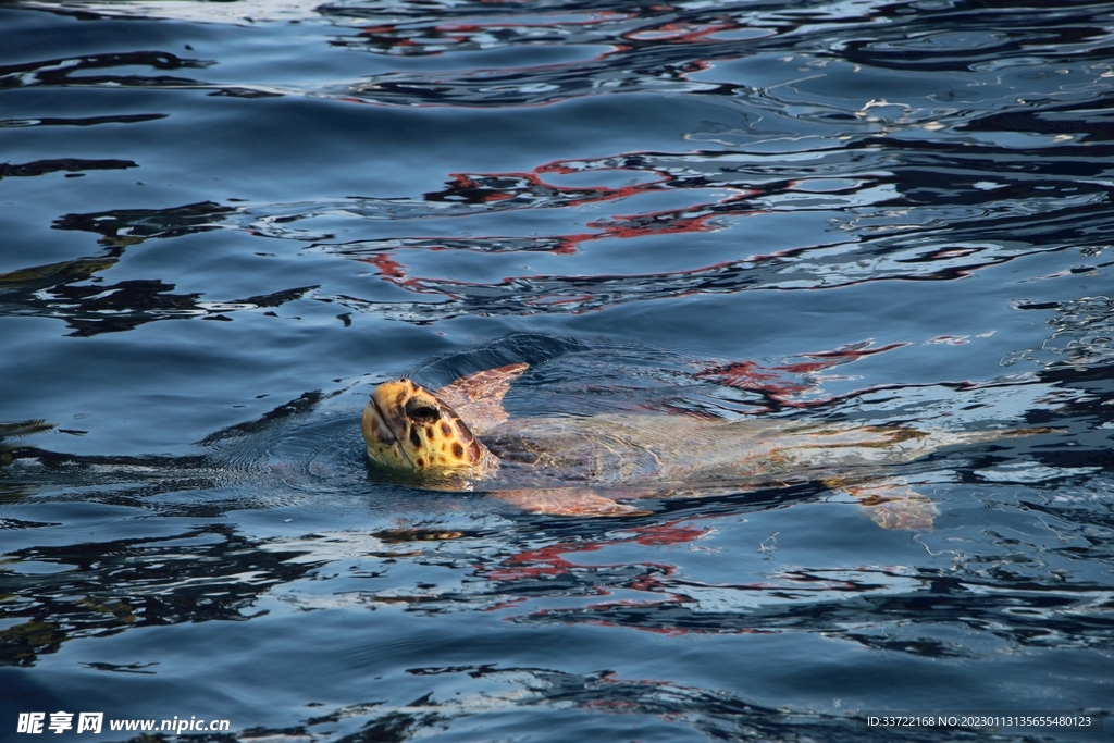 海龟