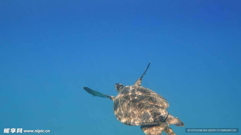 海龟