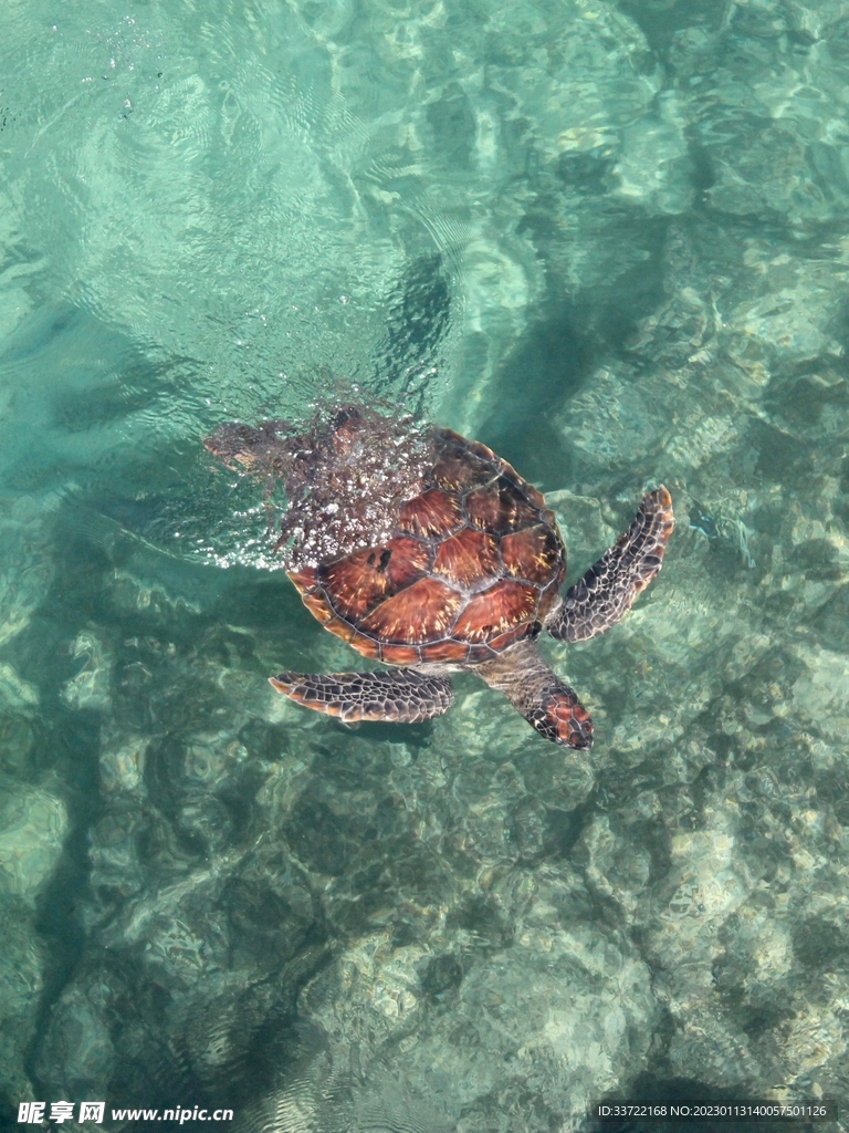 海龟
