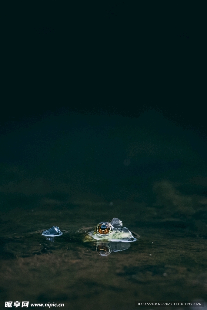 海龟