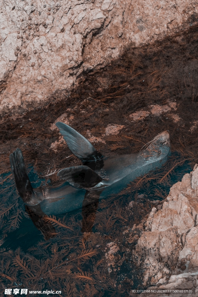 海豹