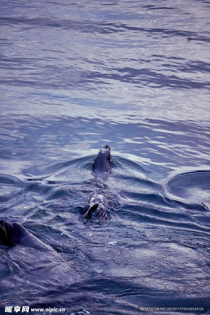海豹