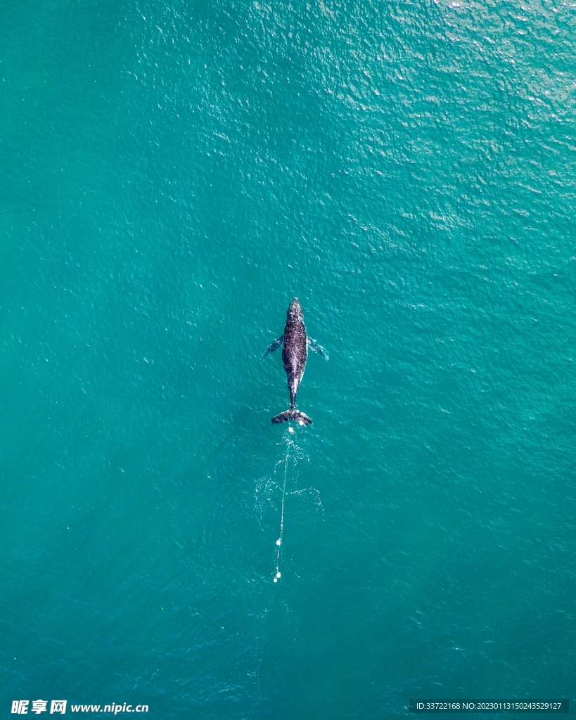 海豹