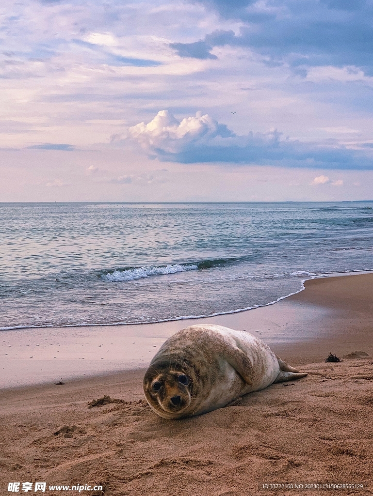 海豹