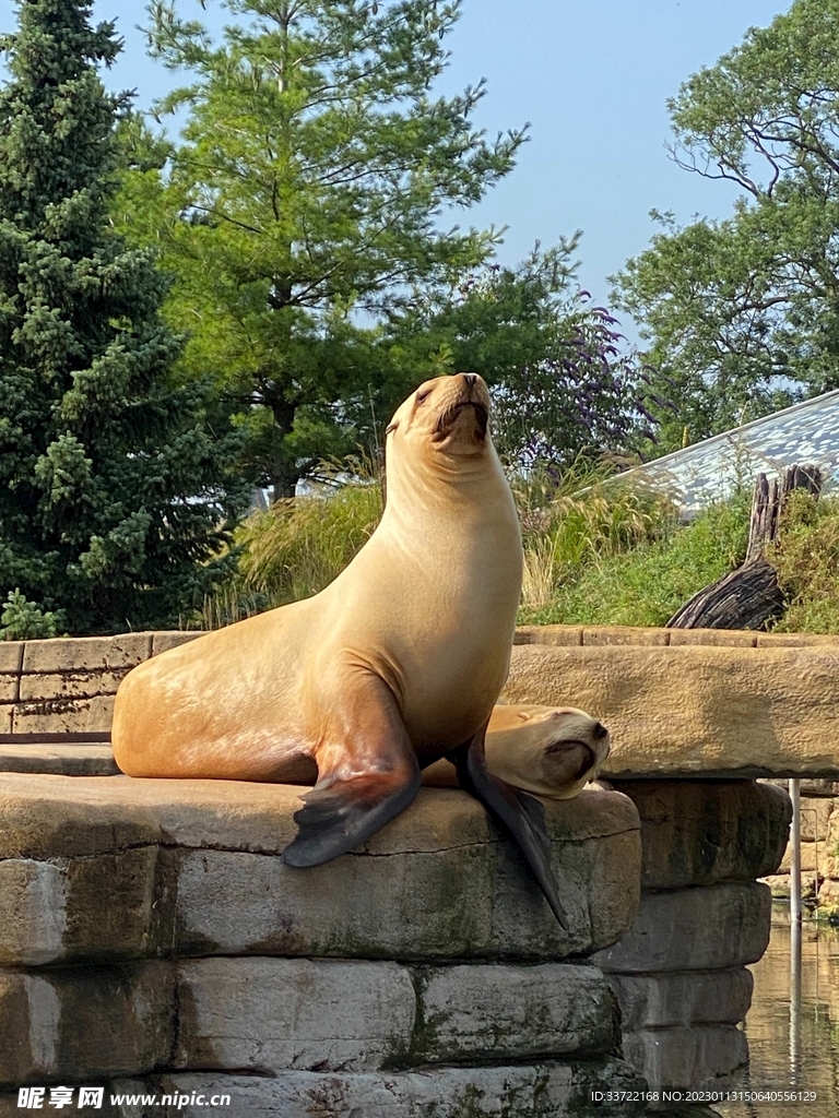 海豹