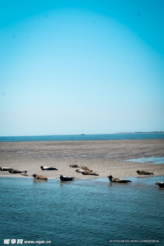 海豹
