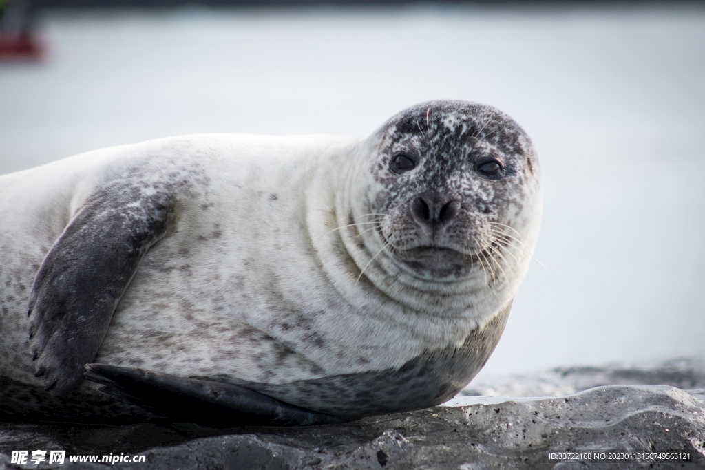 海豹
