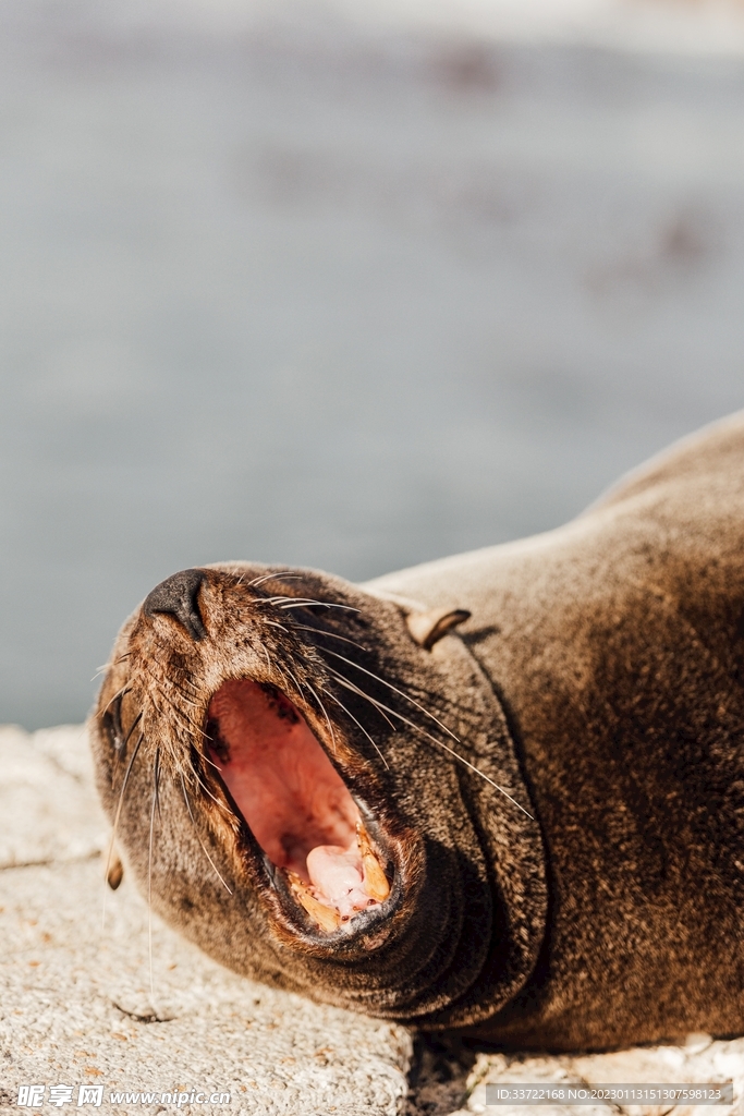 海豹