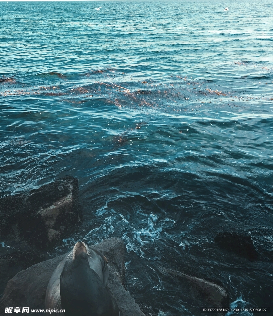 海豹
