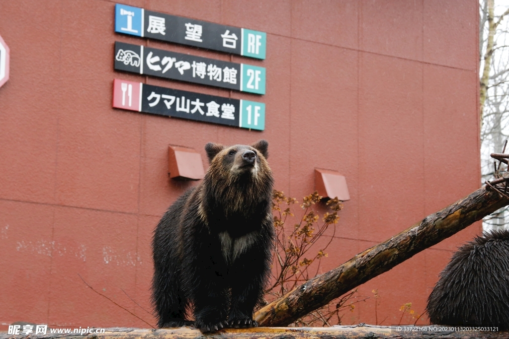 熊