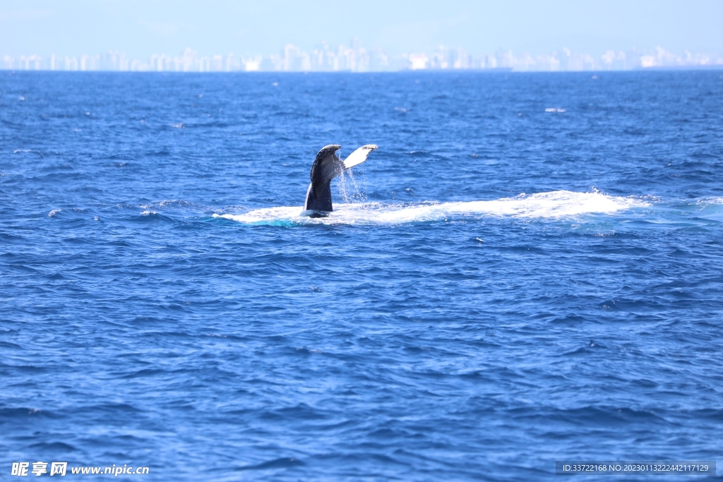 鲸鱼