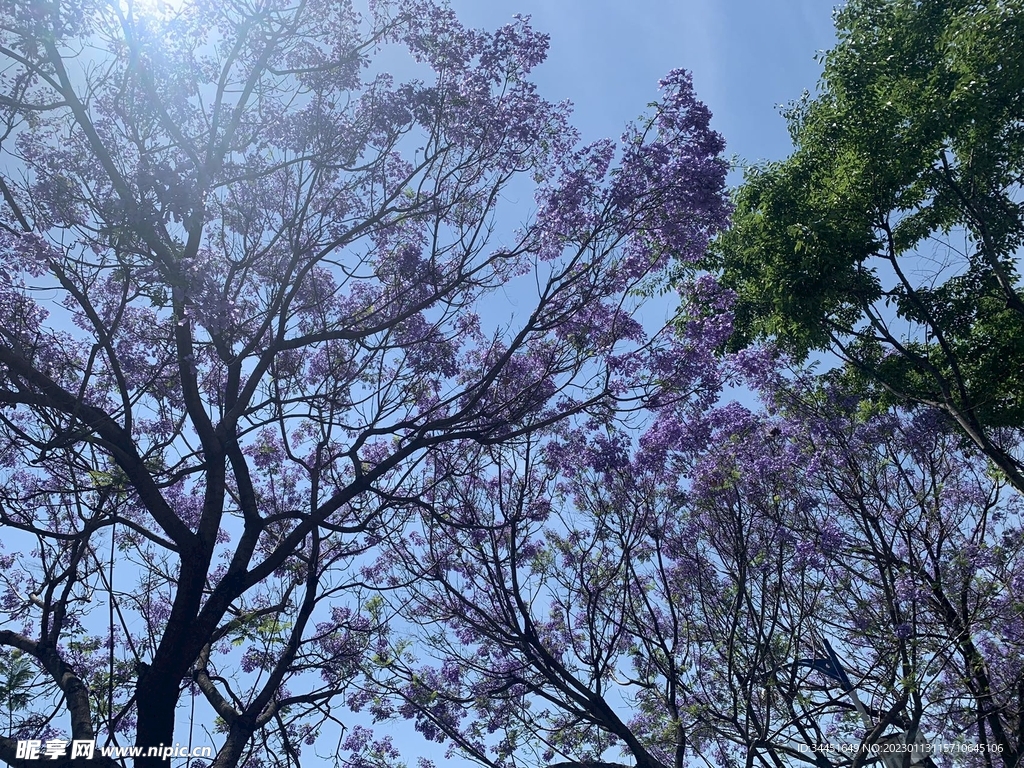 蓝樱花 