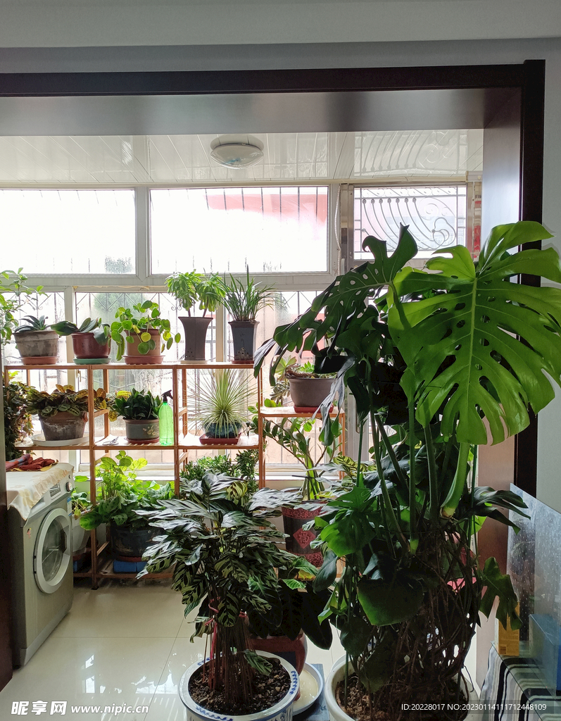 室内观赏植物