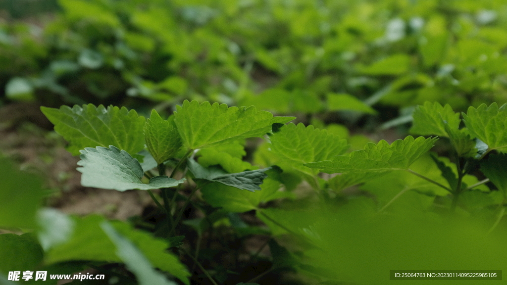 有机蔬菜 藿香叶 种植 农场直