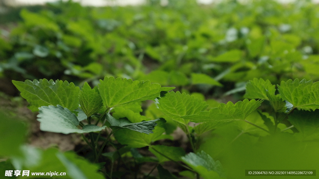 有机蔬菜 藿香叶