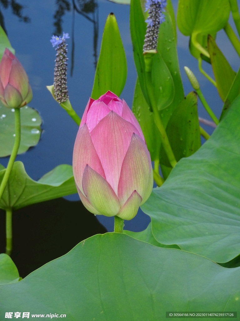 荷花