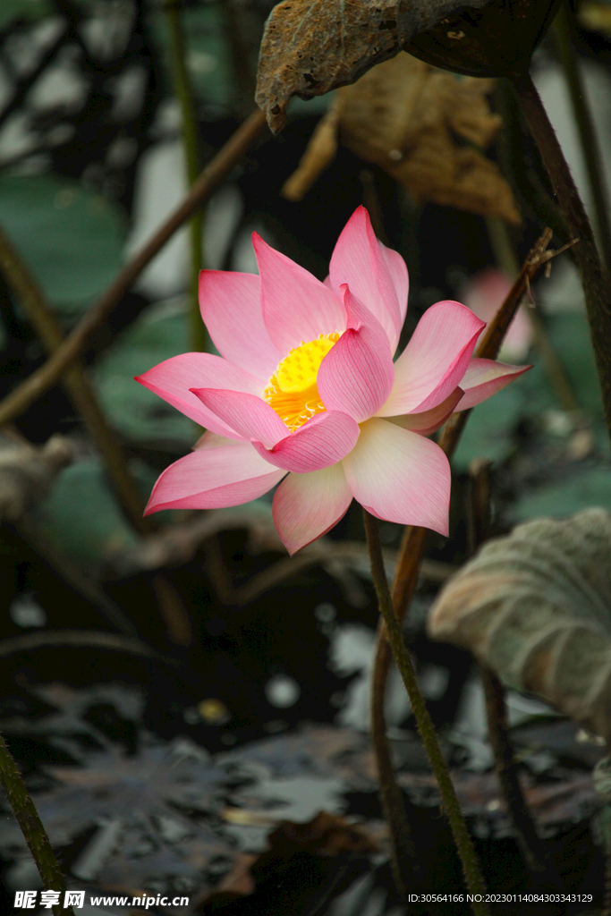 荷花