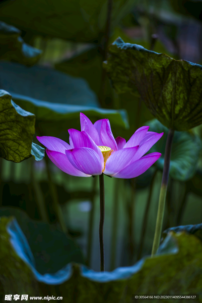 荷花