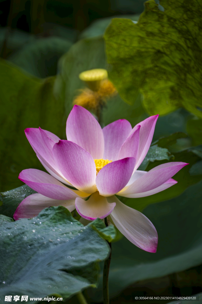 荷花